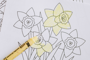 Picture of colouring in sheets with a daffodil coloured in yellow